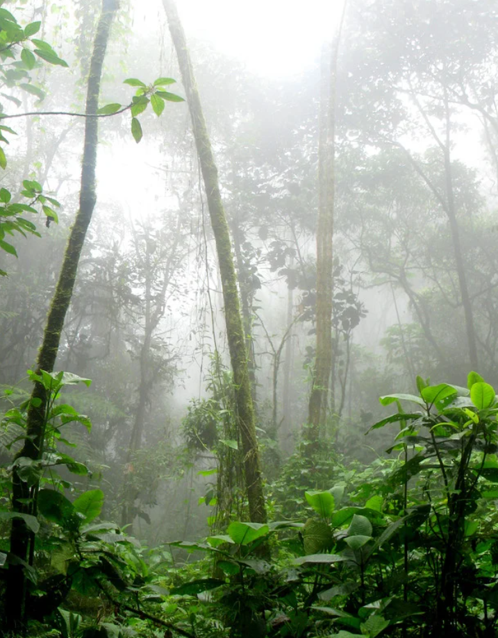 From Biodiversity Loss to Border Conflict: Ecological Disruptions as National Security Threats